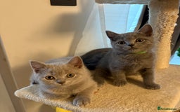 British Shorthair cats for sale: Ready to go- BSH LILAC & Blue - Image 9