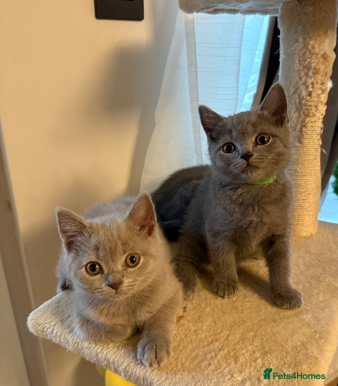 British Shorthair cats for sale: Ready to go- BSH LILAC & Blue - Image 9