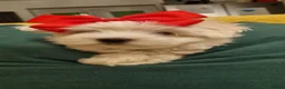 Maltese dogs for sale: Pure Maltese two  girls  ready now in North Shields - Advert 10