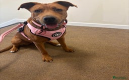 Mixed Breed dogs for sale: German Shep x mastiff  - Image 2