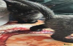 Mixed Breed cats for sale: Gorgeous kittens - Image 3