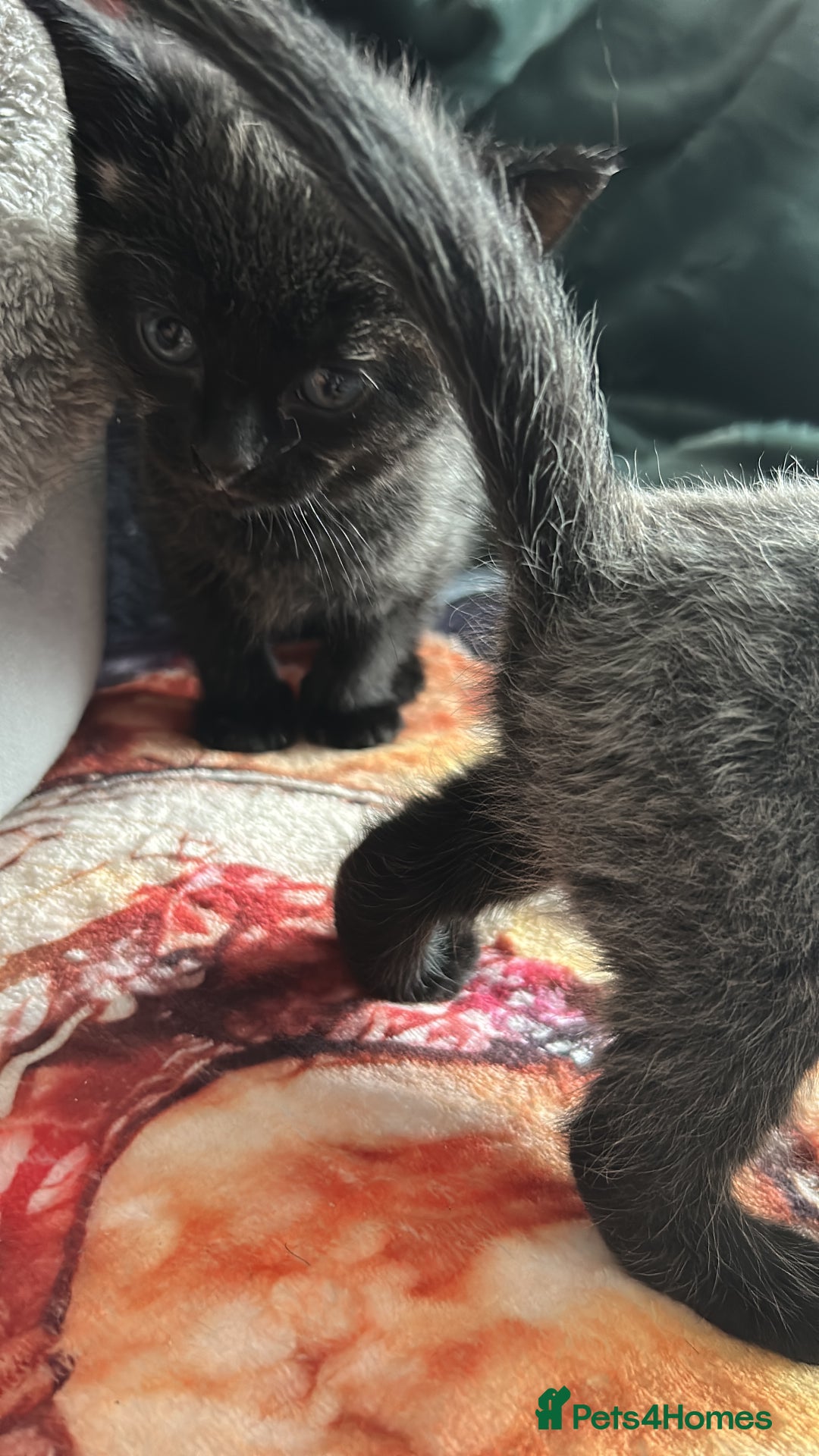 Mixed Breed cats for sale: Gorgeous kittens - Image 3