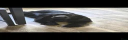 Cocker Spaniel dogs for sale: Cocker spaniel puppies*** - Advert 1