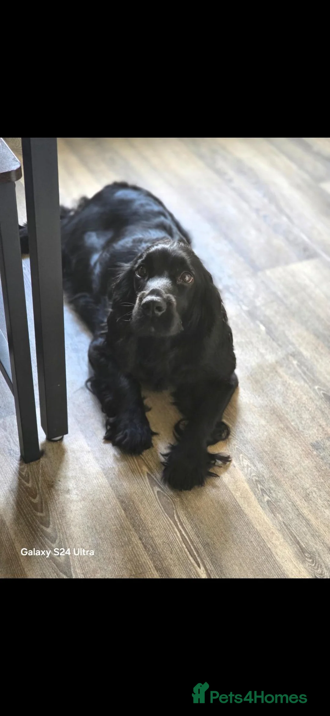 Cocker Spaniel dogs for sale: Cocker spaniel puppies*** - Advert 1