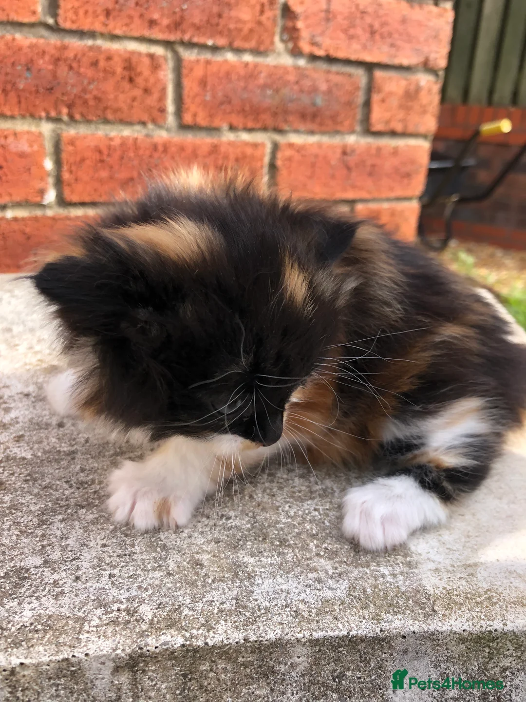 Mixed Breed cats for sale: 2 beautiful calico kittens - Advert 13