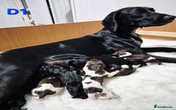 German Shorthaired Pointer dogs for sale: German Shorthaired Pointer/Irish Setter-Poinsetter - Image 2