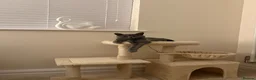 British Shorthair cats for sale: British blue shorthair sisters - Advert 9