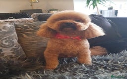 Cavapoo dogs for sale: Exquisit F1 Toy Cavapoos - Health tested Parent - Image 13