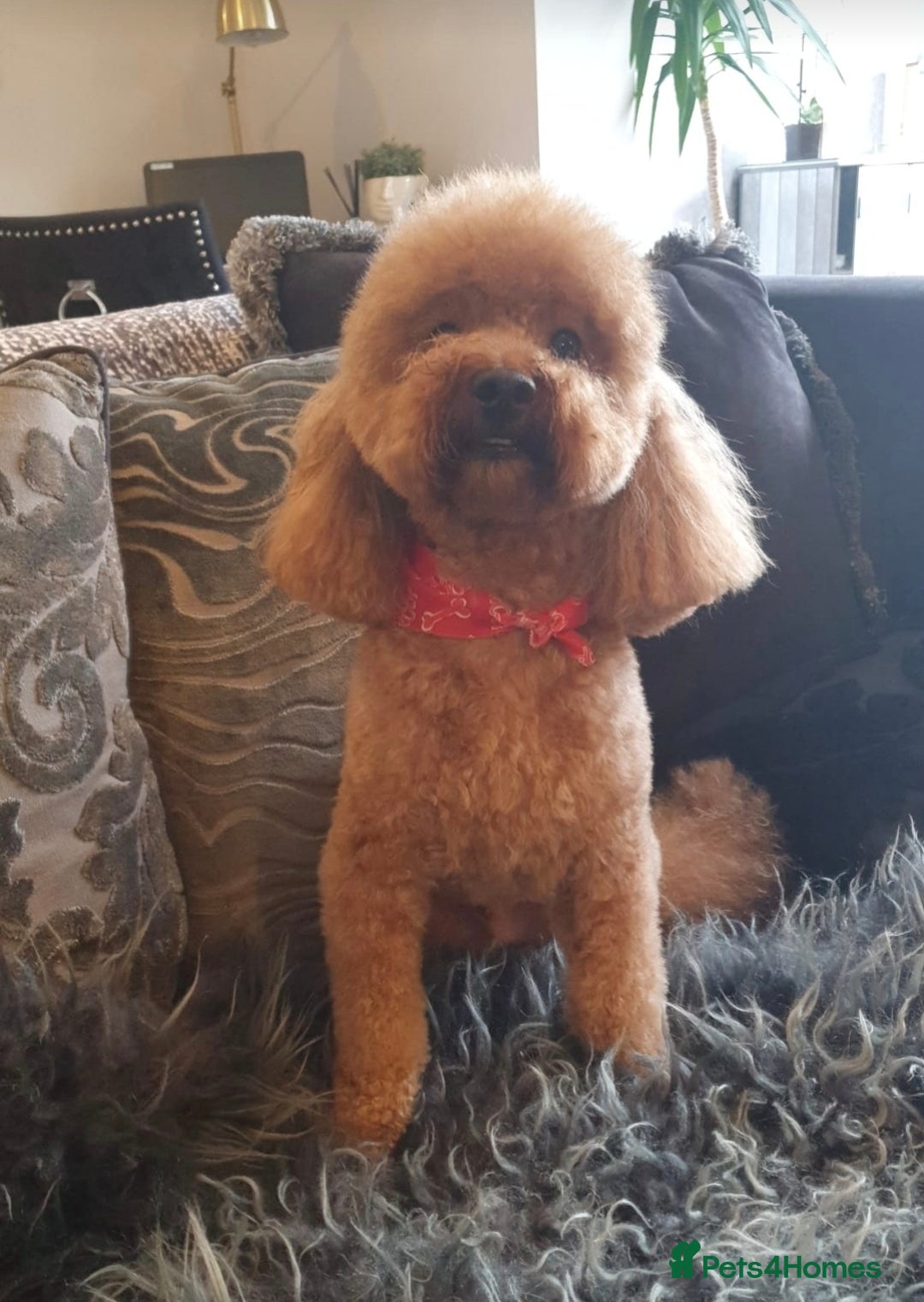 Cavapoo dogs for sale: Exquisit F1 Toy Cavapoos - Health tested Parent - Image 13