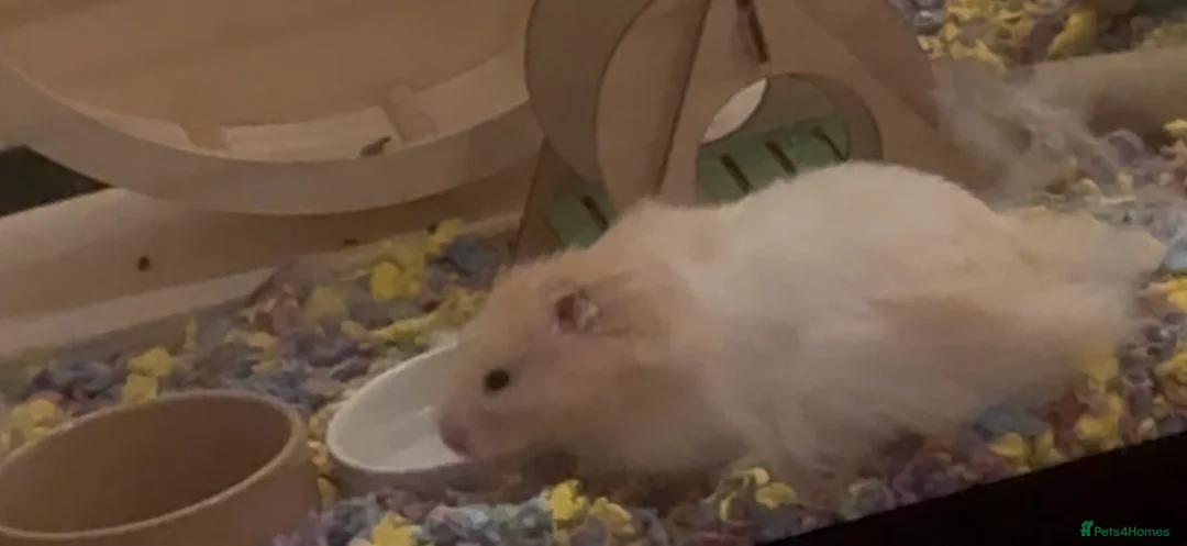 Hamster rodents for sale: Longhair Hamster and full setup - Advert 4