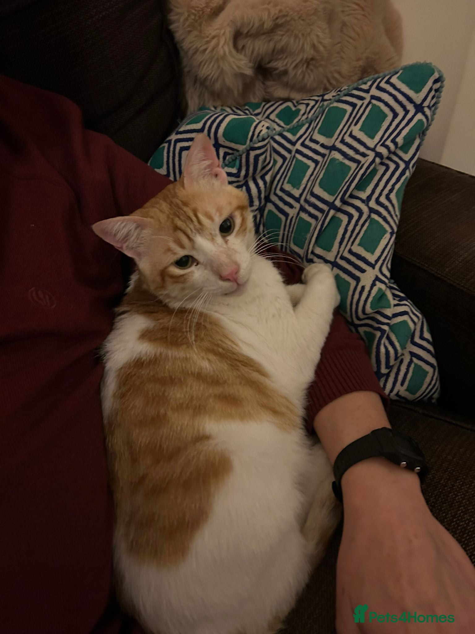 Mixed Breed cats [Indoors only] Goofy! Adorable clingy champ! - Advert 7