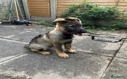 German Shepherd dogs for sale: Lucy’s 28 weeks old female  - Image 7