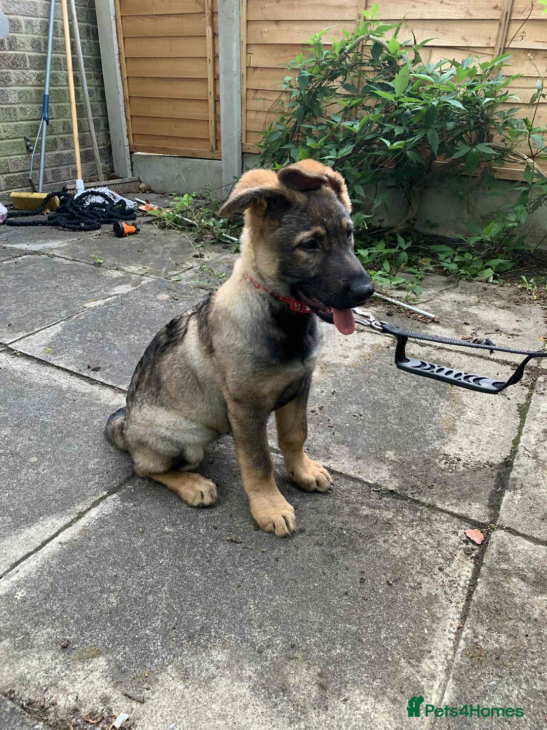 German Shepherd dogs for sale: Lucy’s 28 weeks old female  - Image 7