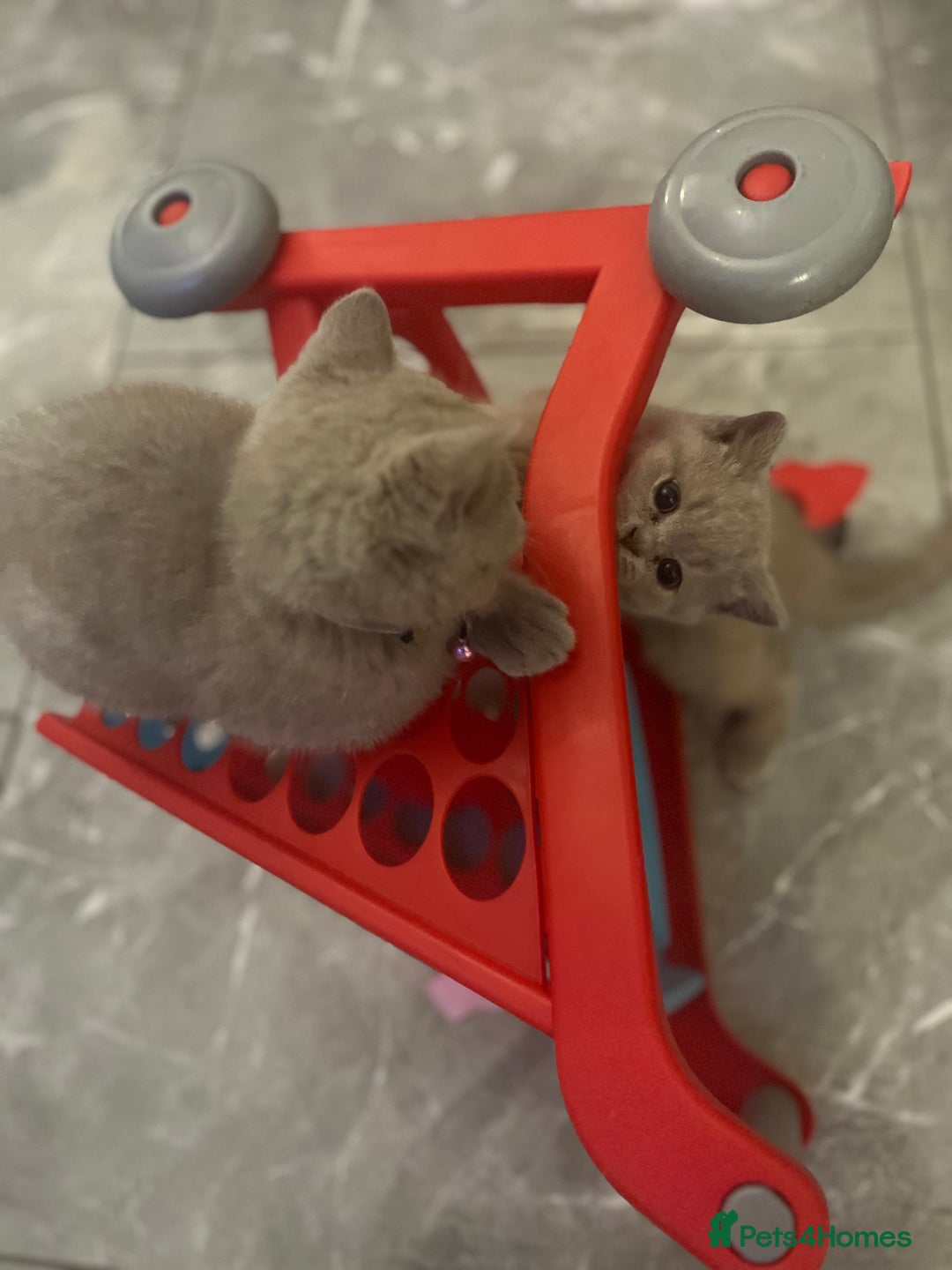 British Shorthair cats for sale: Beautiful  lilac and blue kittens 2 boys 1 girl - Image 20