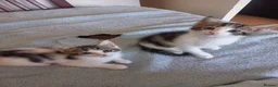 Mixed Breed cats for sale: Kittens for sale  in South Croydon - Advert 18