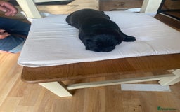 Cocker Spaniel dogs for sale: Beautiful Cocker Spaniel Puppies  - Image 8