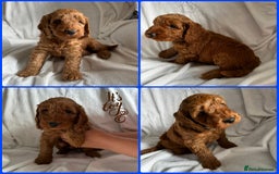 Cockapoo dogs for sale: F1 Red Cockapoo puppies ~ ⭐️ready Now ⭐️  - Image 39