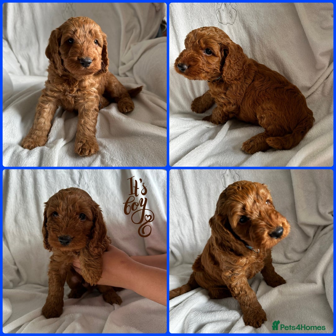 Cockapoo dogs for sale: F1 Red Cockapoo puppies ~ ⭐️ready Now ⭐️  - Image 39