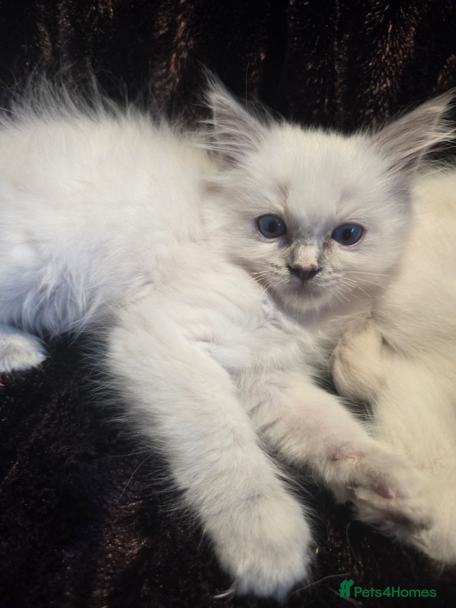 Ragdoll cats 🏆GCCF REG. EXTENSIVELY TESTED RAGDOLL KITTENS🌟 - Advert 2