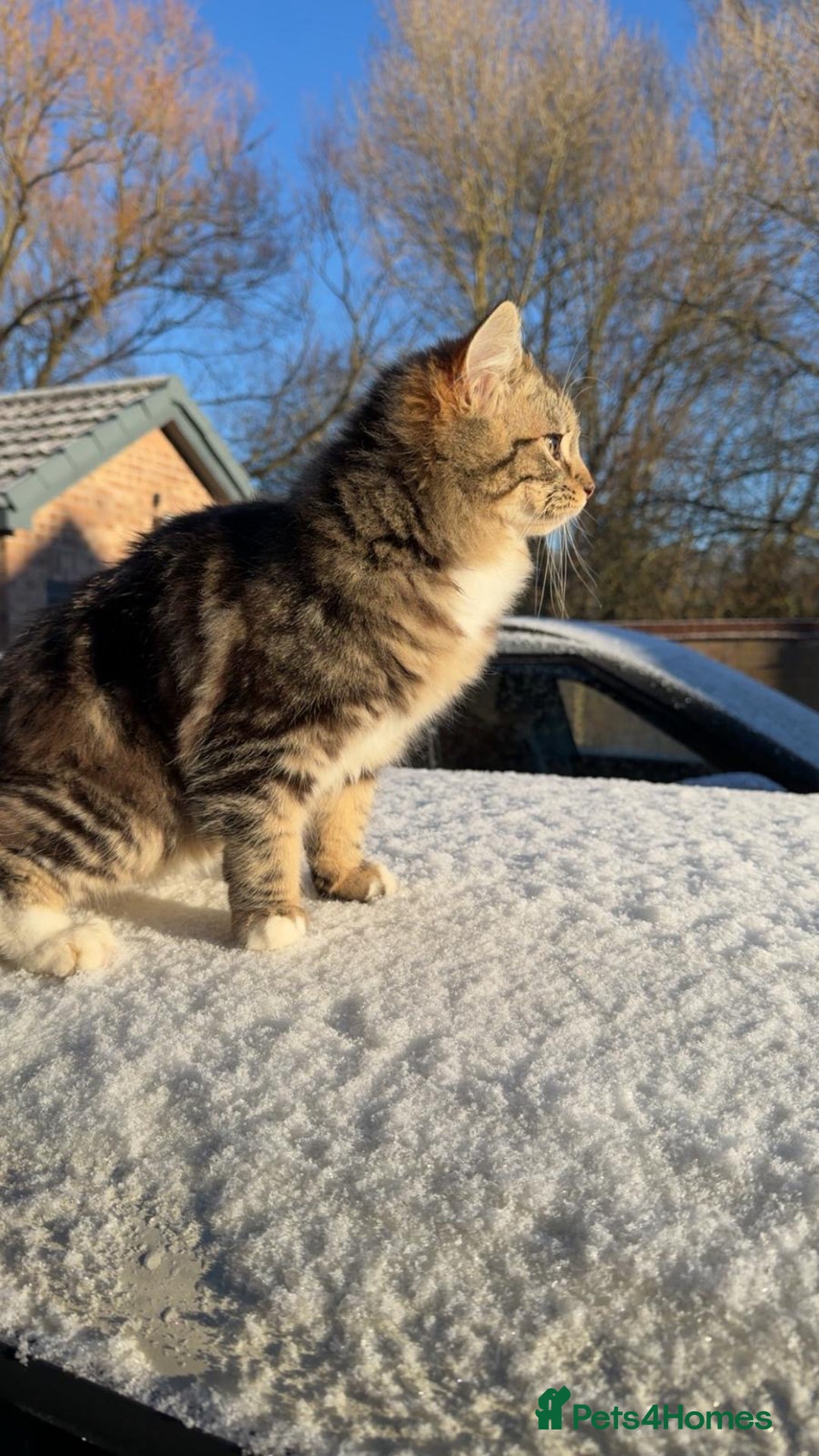 Mixed Breed cats for sale: Ragdoll and Russian blue kittens  - Advert 4