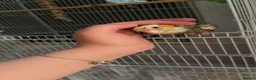 Cockatiels birds for sale: Hand-Tamed Cockatiel ❤️ - Advert 8