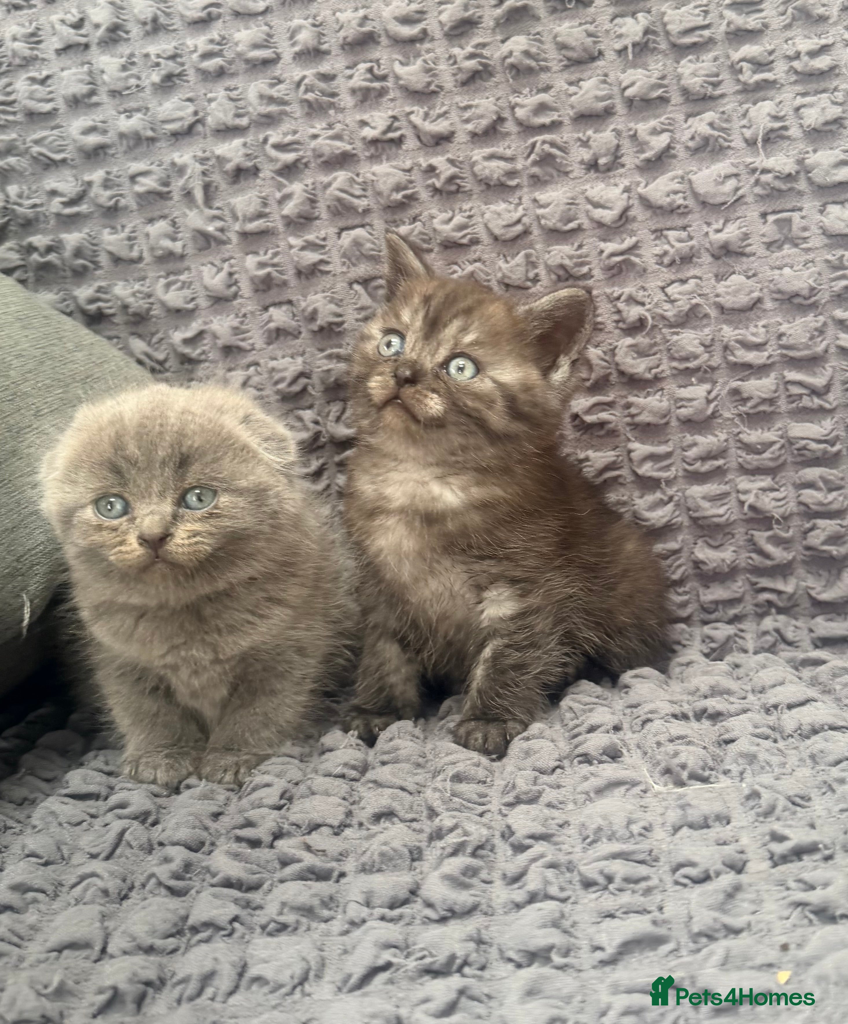 Scottish Fold cats 😘Luxury Scottish fold - Advert 2