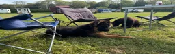 German Shepherd dogs for sale: LONG COATED GERMAN SHEPHERD GIRL  - Advert 6