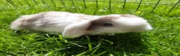 Mini Lop rabbits for sale: Gorgeous Mini Lops  - Advert 6