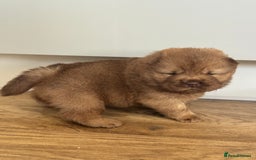 Chow Chow dogs for sale: chow chow puppies with champion stacked bloodline - Image 6