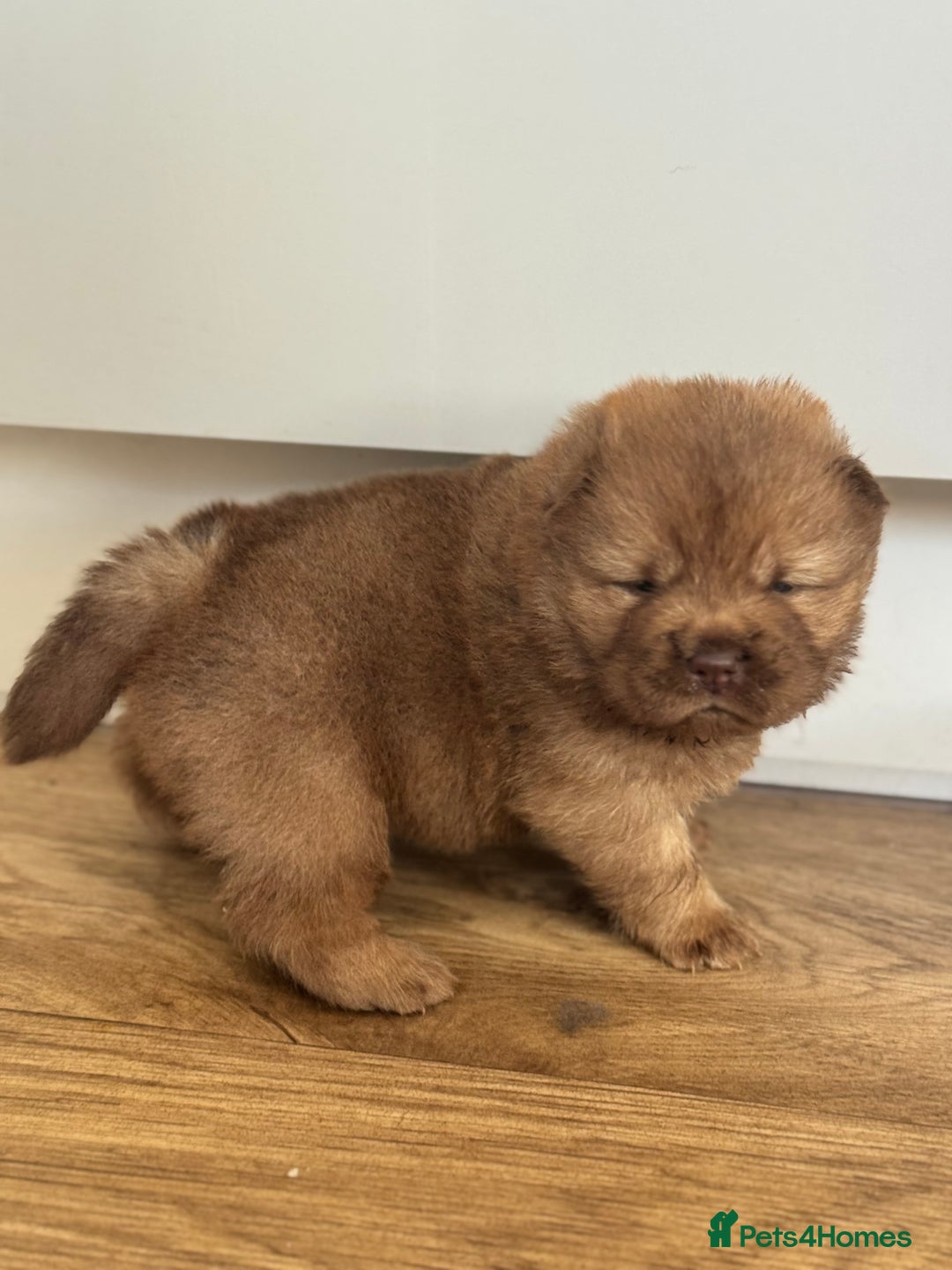 Chow Chow dogs for sale: chow chow puppies with champion stacked bloodline - Image 6