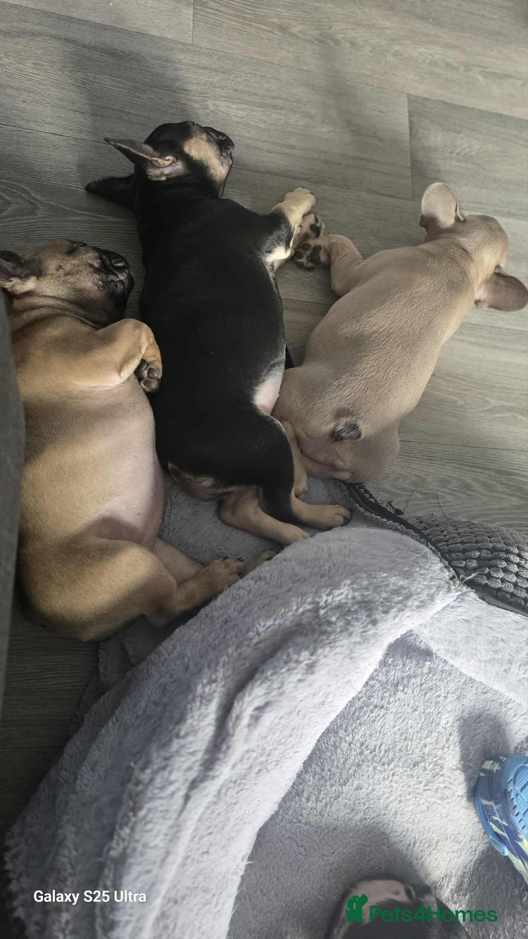 French Bulldog dogs for sale: French bulldog puppies - Image 6