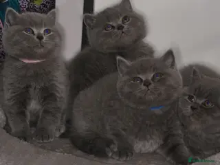 British Shorthair cats Stunning kittens available - Advert 1