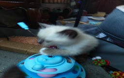 Siamese cats for sale: Siamese crossed with  Ragdol - Image 21