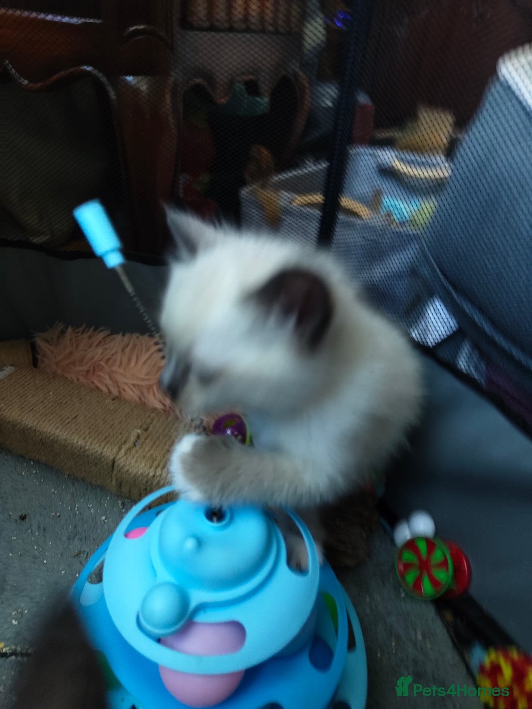 Siamese cats for sale: Siamese crossed with  Ragdol - Image 21