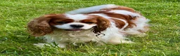 Cavalier King Charles Spaniel dogs for adoption: 🐾 JUSTIN – Male Cavalier King Charles Spaniel 🐾 - Advert 5