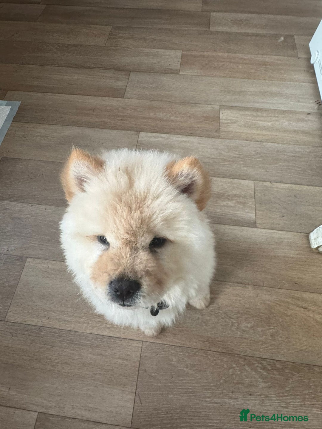 Chow Chow dogs for sale: Miss chow chow mummy  - Advert 2