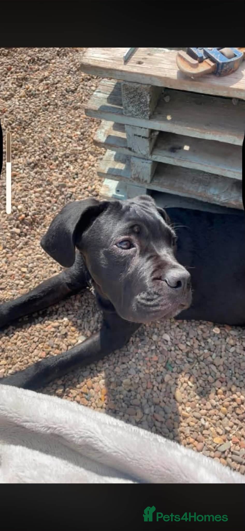 Cane Corso dogs Cane corso  - Advert 1