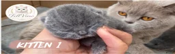 British Shorthair cats for sale: Beautiful Litter of Blue BSH Kittens  - Advert 4
