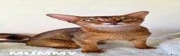 Abyssinian cats for sale: TICA-registered Abyssinian kittens - Advert 6