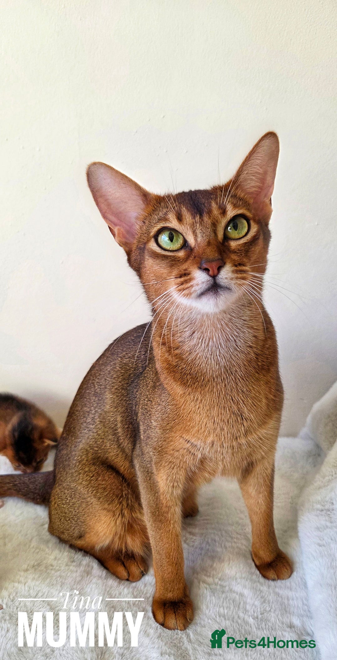 Abyssinian cats for sale: TICA-registered Abyssinian kittens - Advert 6