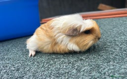 Guinea Pig rodents for sale: Beautiful Baby Guinea pigs to reserve  - Image 4