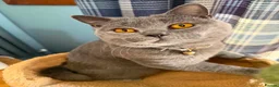 British Shorthair cats for sale: Beautiful Blue British Shorthair kittens - Advert 2