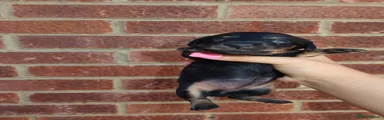 Miniature Dachshund 3