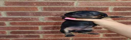 Miniature Dachshund dogs for sale: Stunning miniature dachshunds  - Advert 4