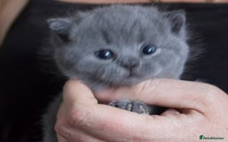 British Shorthair cats for sale: Blue bsh boy looking for his forever home.  - Image 2