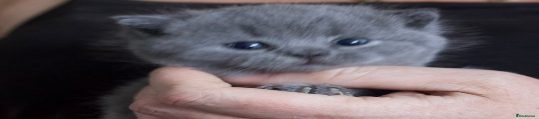 British Shorthair Kitten 1