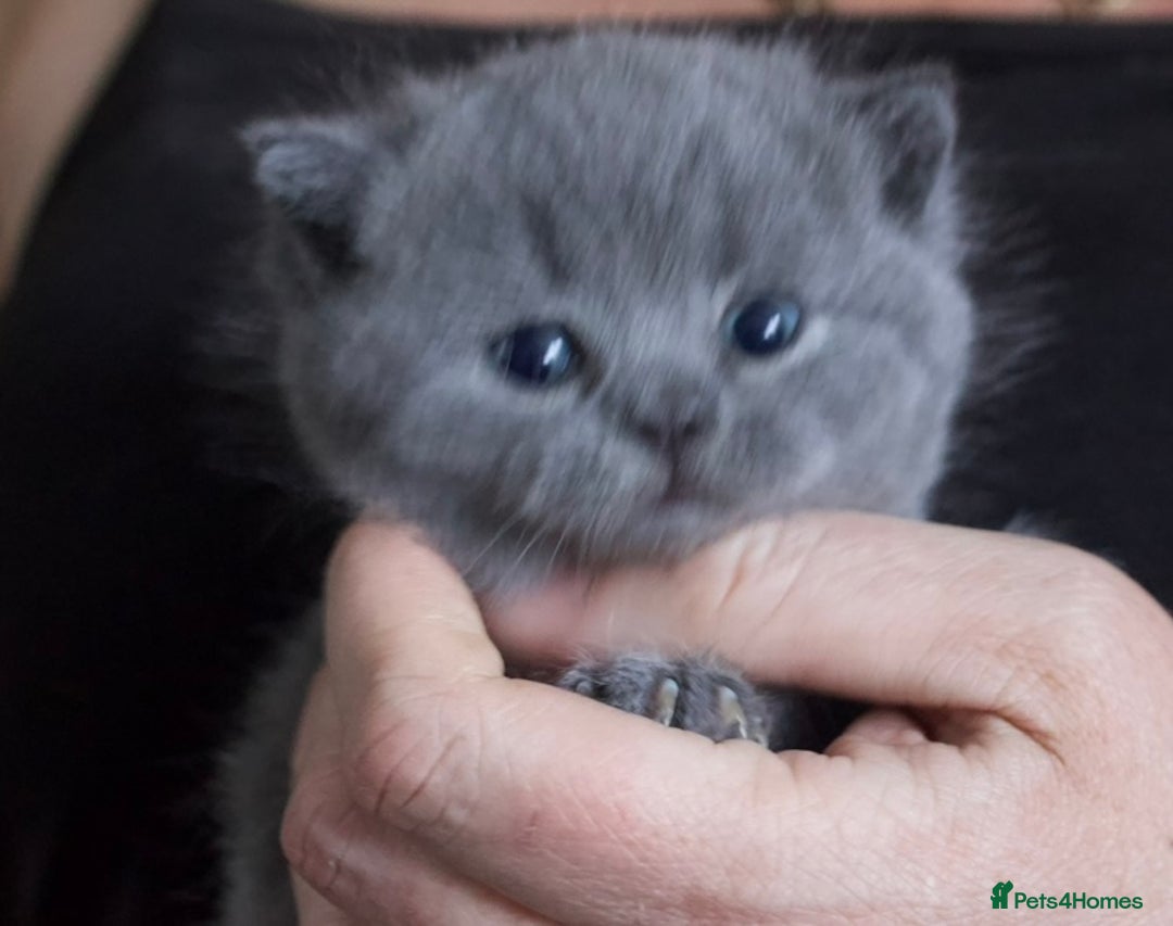 British Shorthair cats for sale: Blue bsh boy looking for his forever home.  - Image 2