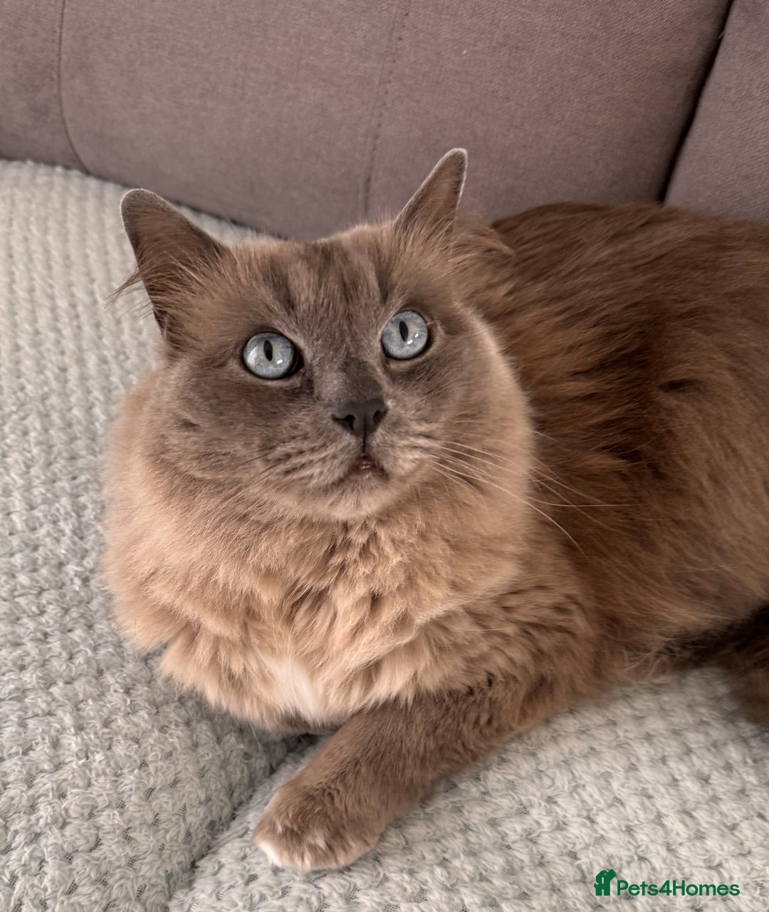 Ragdoll cats for sale: Loving Ragdoll Cats Looking for a New Home £500 in Bolton - Image 8