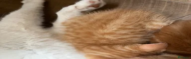 Mixed Breed 3