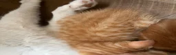 Mixed Breed cats for sale: Mixed litter of fun and friendly kittens. - Advert 4